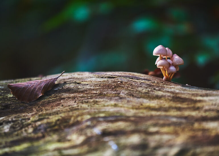 plitvice-lakes-waterfall